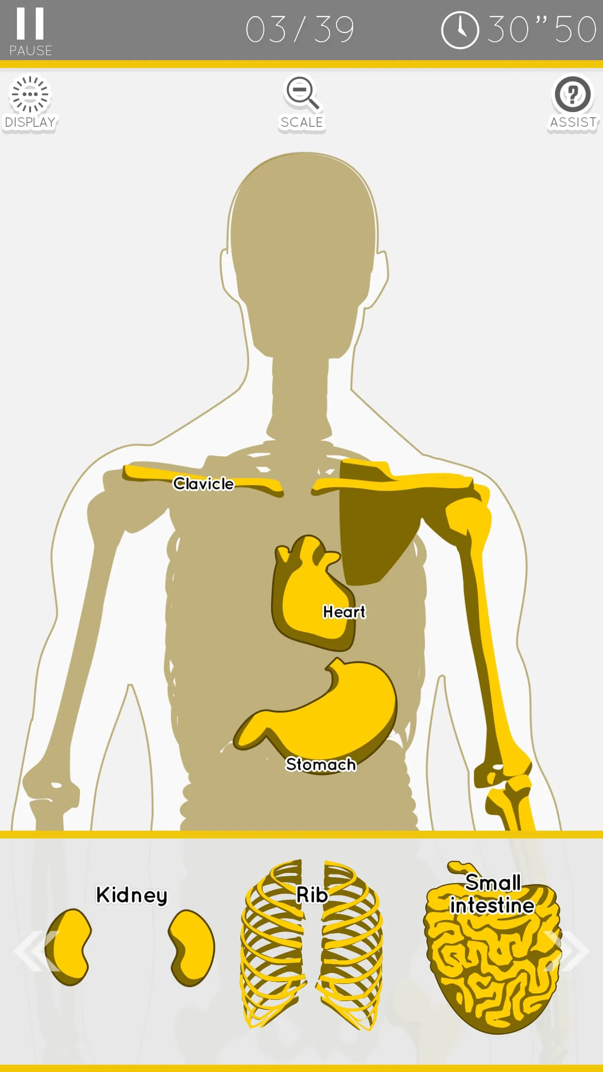E. Learning Anatomy puzzle