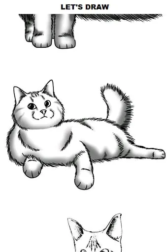How to Draw Cats