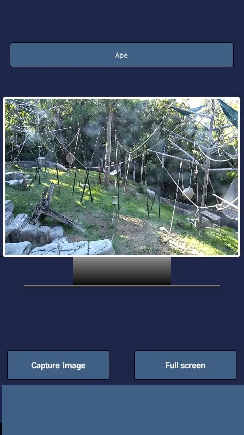 Animal Live Cams