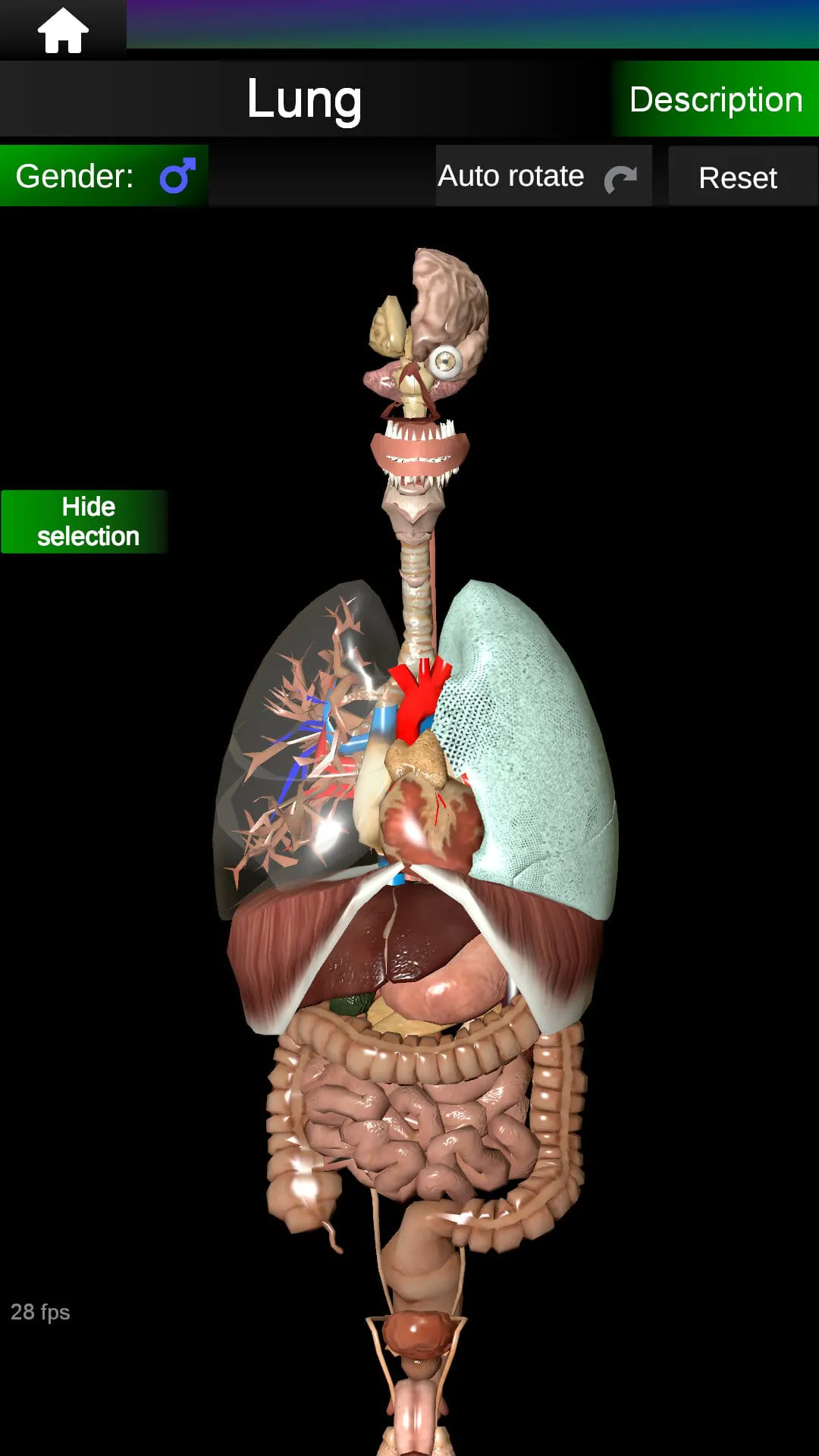 Internal Organs in 3D Anatomy