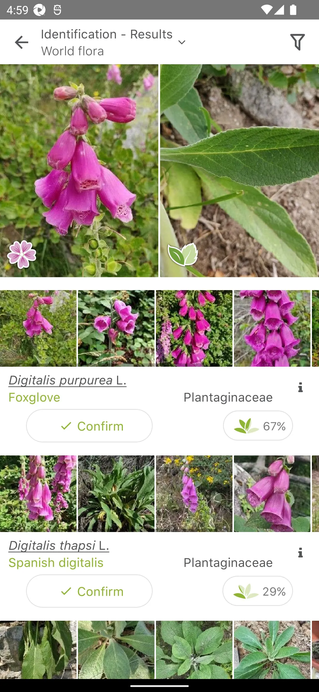 PlantNet Plant Identification