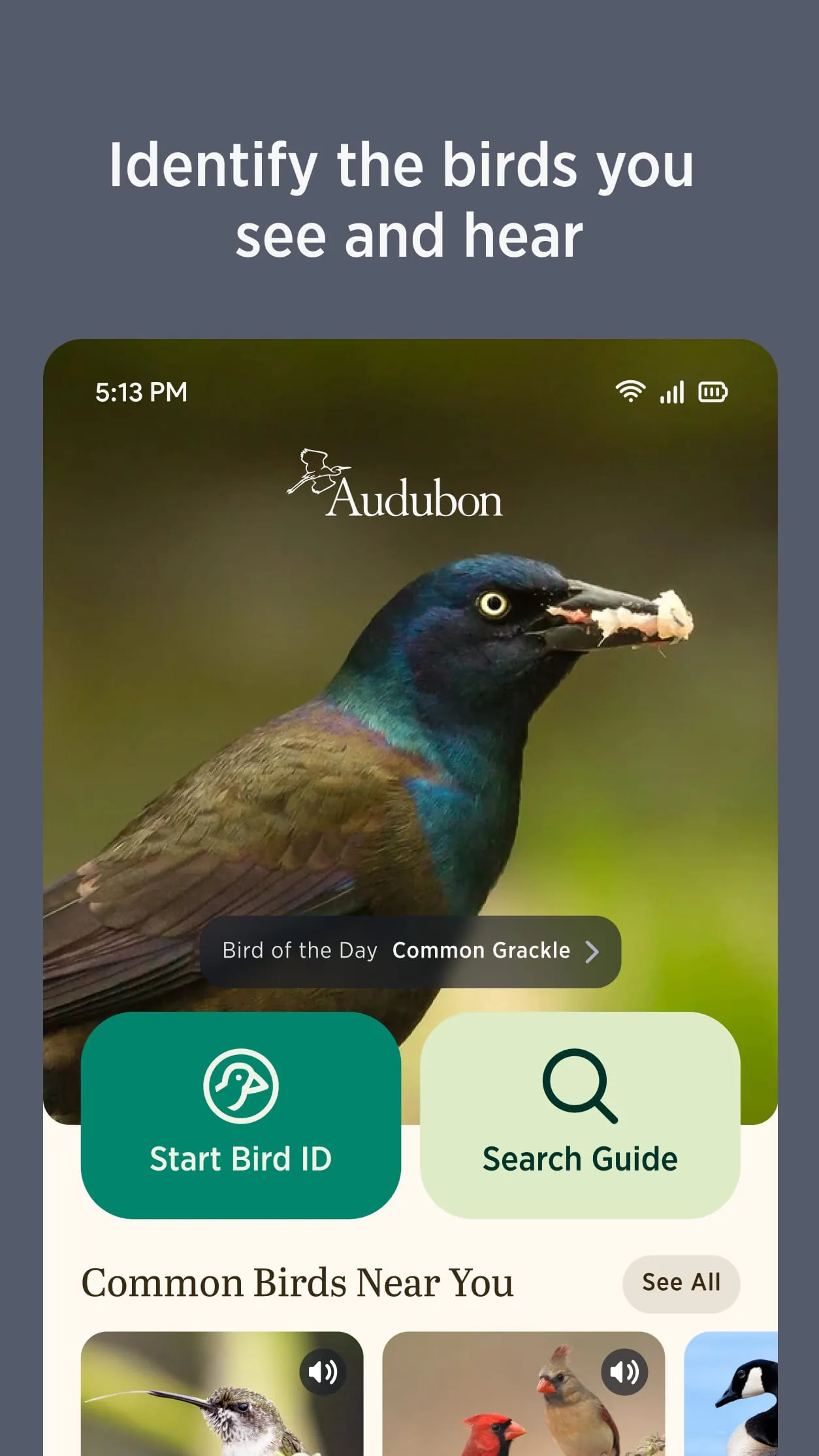 Audubon Bird Guide