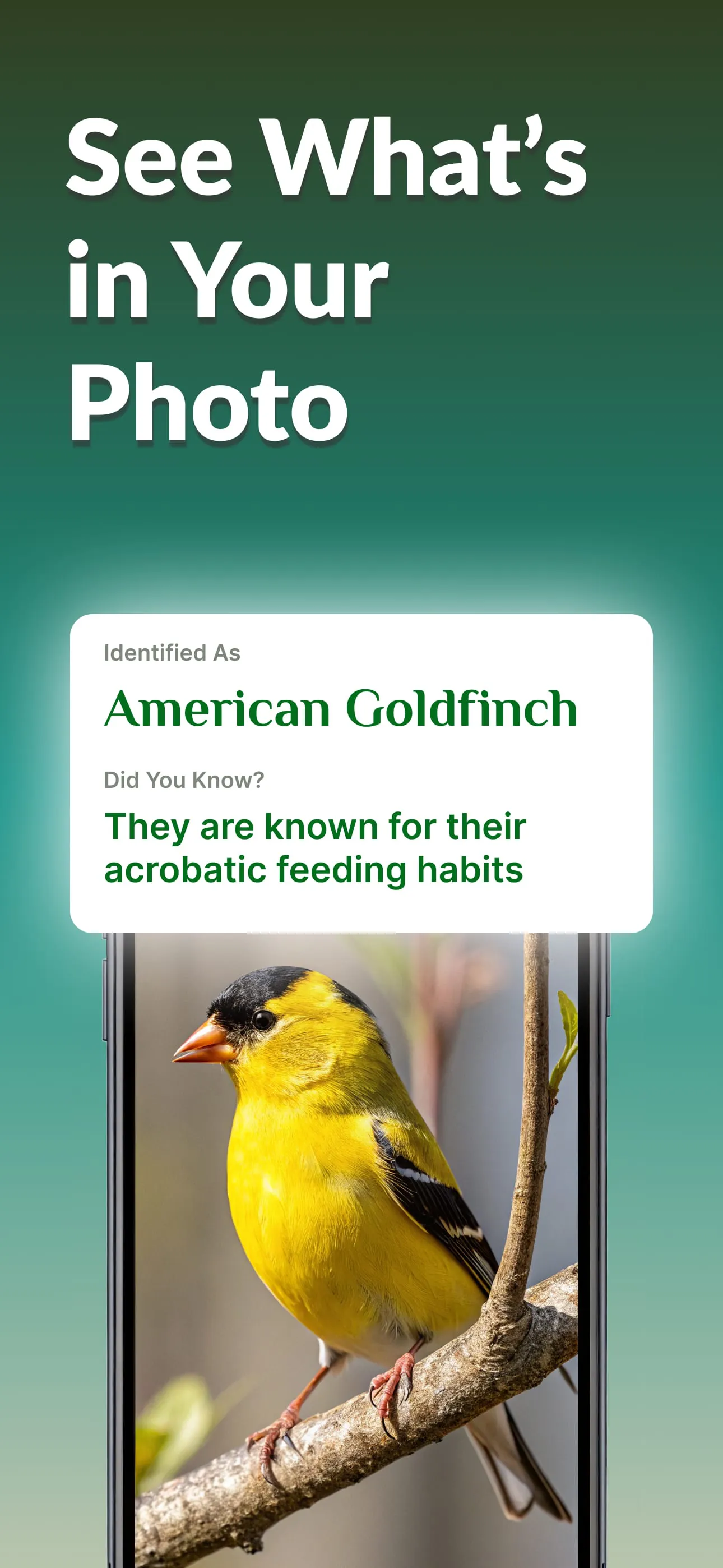 Identify Anything Lens Camera