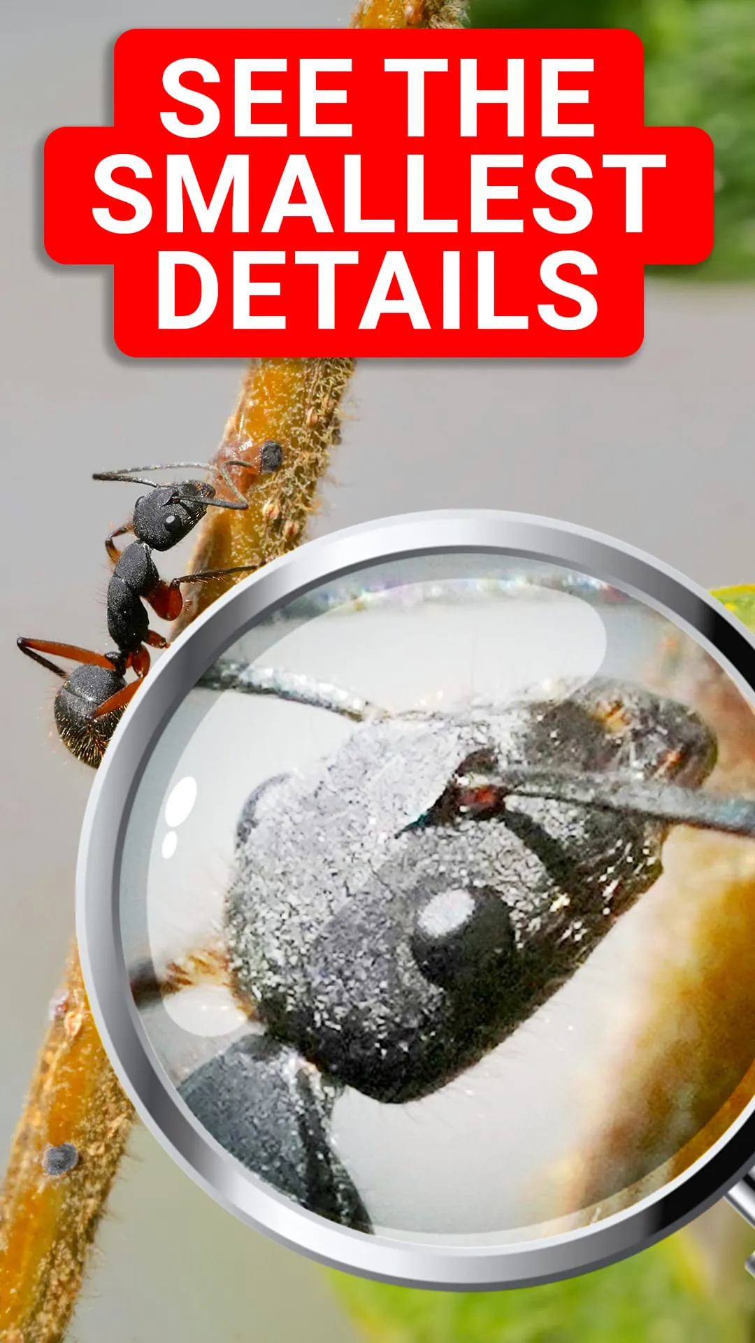 Magnifying Glass & Microscope