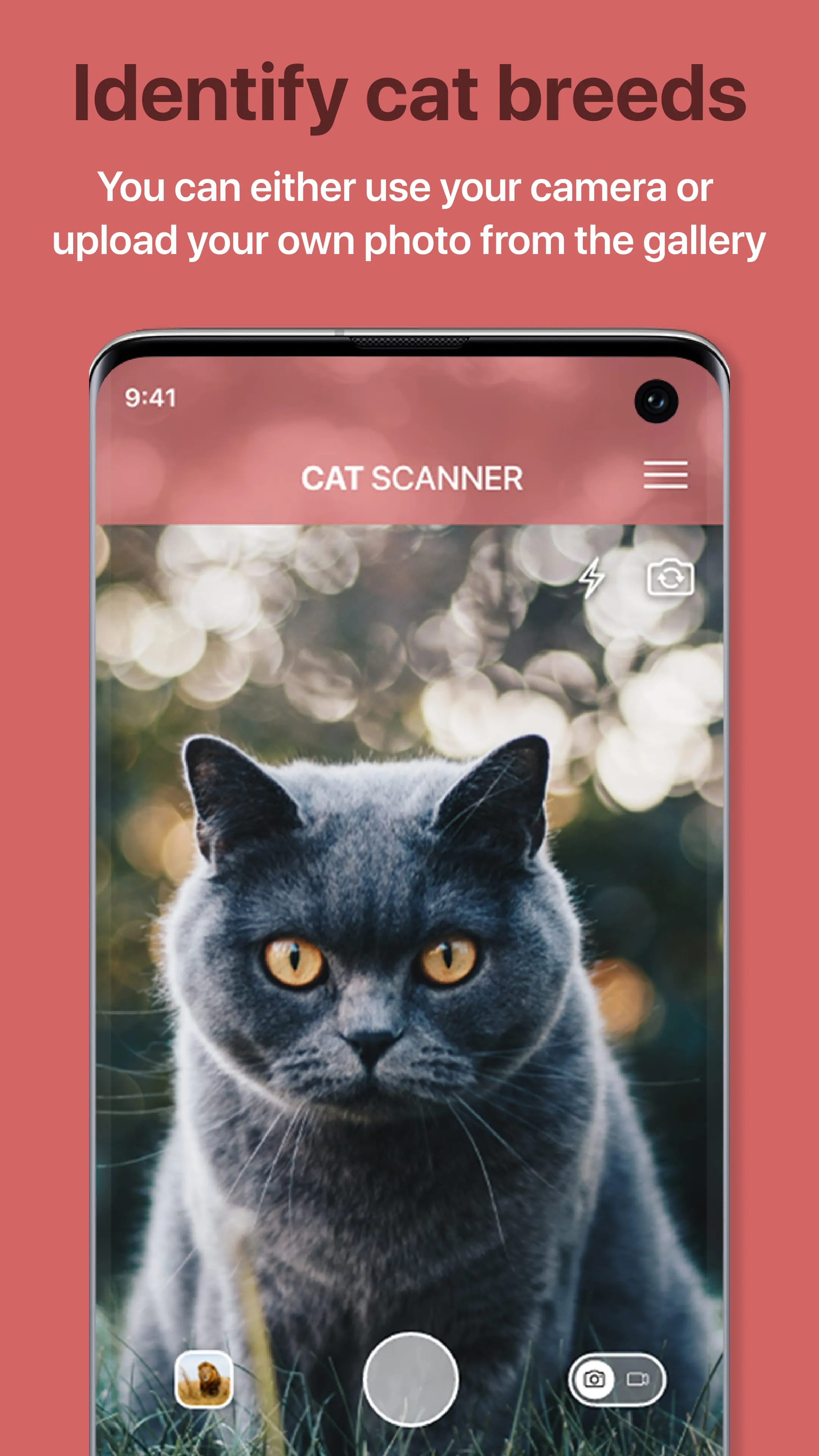 Cat Scanner