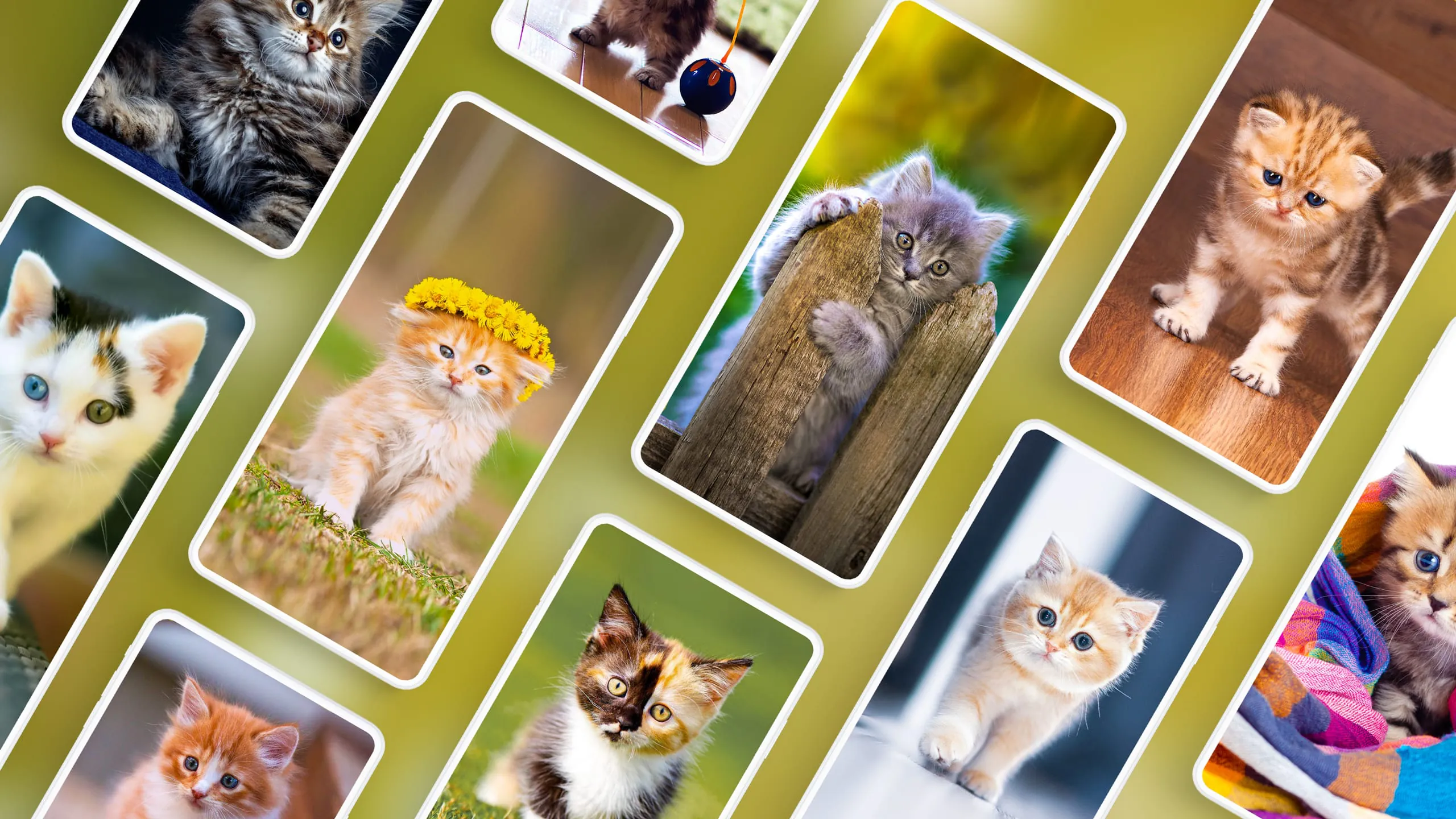 Cat Wallpapers & Cute Kittens