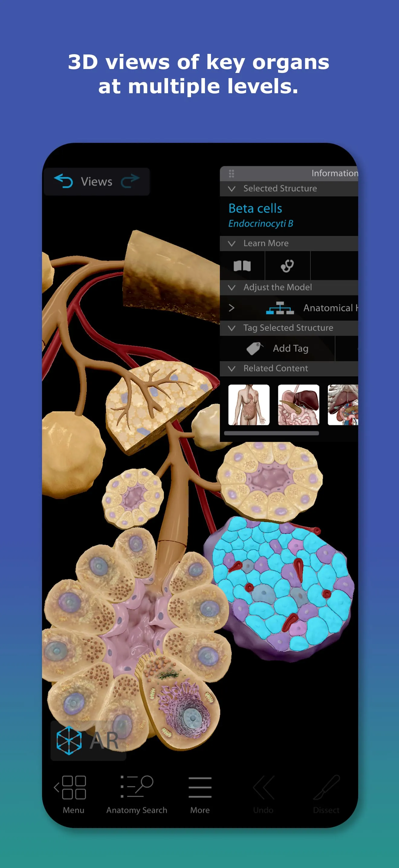 Human Anatomy Atlas 2026